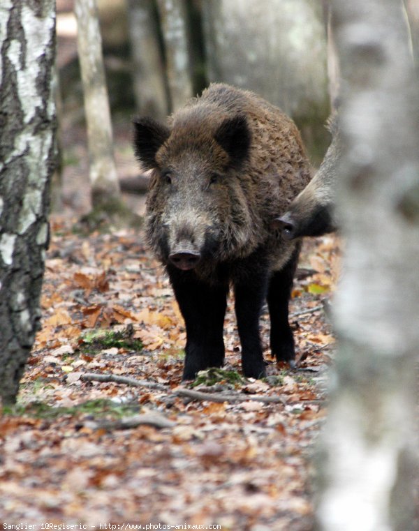  Image name: 09 Cinghiale.jpg 
 width: 600 pixel 
 height: 761 pixel 
 Size: 95244 bytes 
 Click to enlarge 